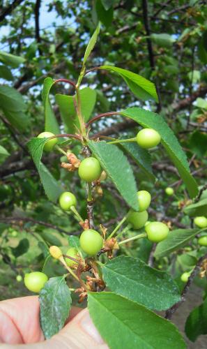 Montmorency cherries