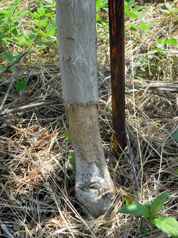 Mouse-girdled apple tree