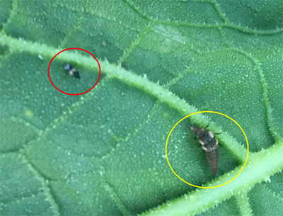 Lacewing larvae and minute pirate bug