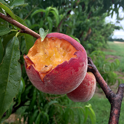 peach bird peck