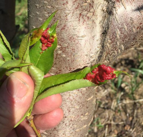 Peach leaf curl symptoms