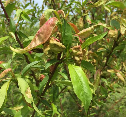 Peach leaf curl