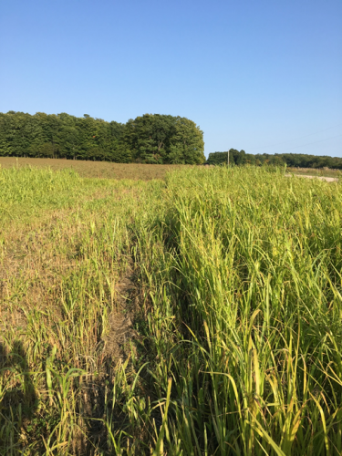 Mowed treatment