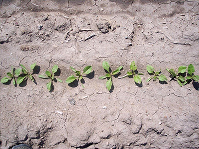 Healthy sugarbeet stand