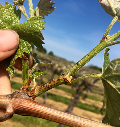 Phomopsis cane base lesions on a young shoot.