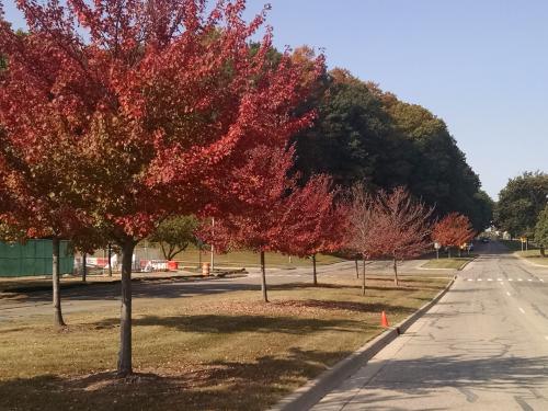 Early color and leaf drop