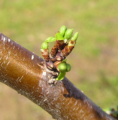 Plum green cluster