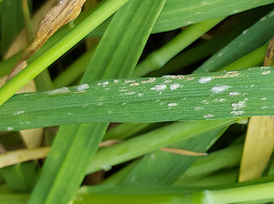 Powdery mildew on wheat