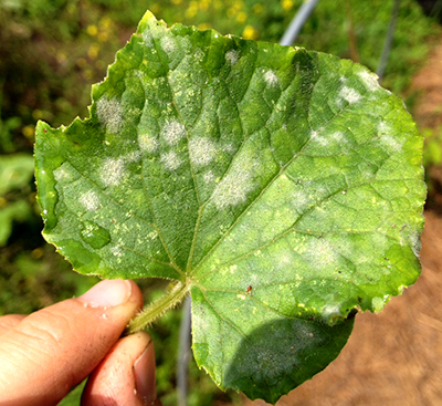 Powdery mildew on cucumber