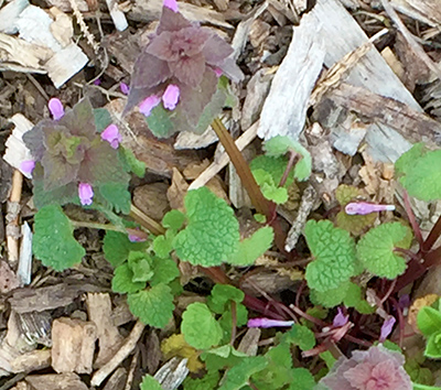 Purple deadnettle