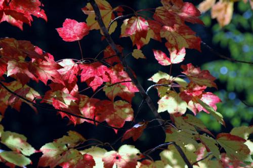 Red maple