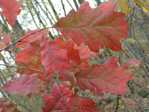 Red oak