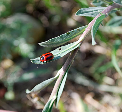 red turnip beetle