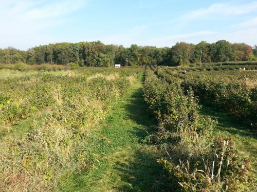 Raspberry field decline