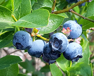 ripe blueberries