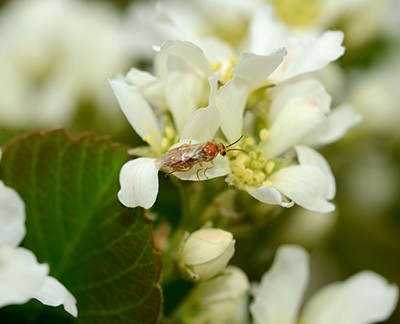 Close-up of saskatoon sawfly adult.