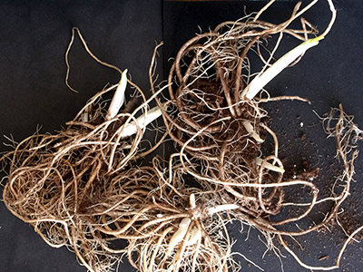 Shoots growing in roots