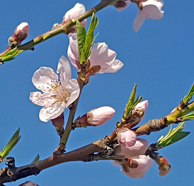 Showy peach bloom