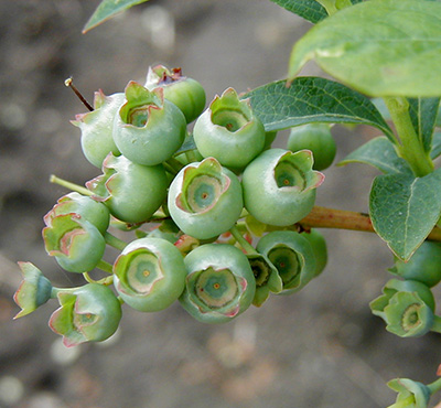 small blueberries