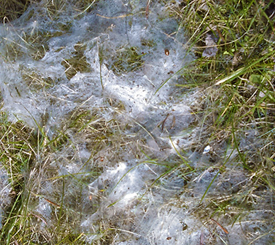 Snow mold on lawn