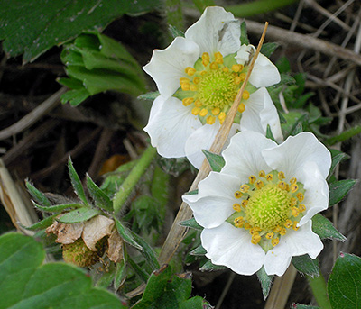 Strawberry blooms