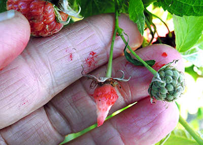 Strawberry receptacle