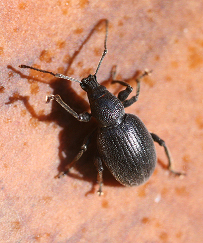 strawberry root weevil