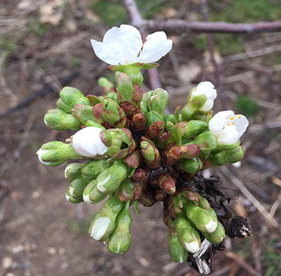 Sweet cherry at white bud