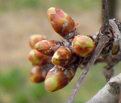 Tart cherry at swollen bud