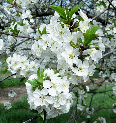 Tart cherries blooming