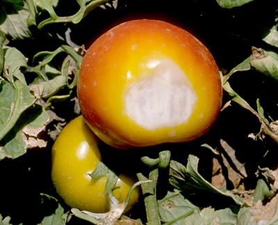 Sunscald on tomato