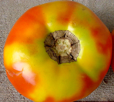 Yellow shoulder on tomato