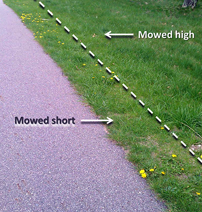 Mowing high versus mowing short
