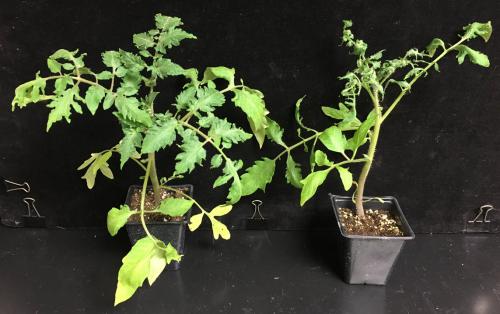 A healthy tomato plant (left) vs one exposed to ethylene (right), a gas produced by greenhouse heaters that aren’t combusting properly. 