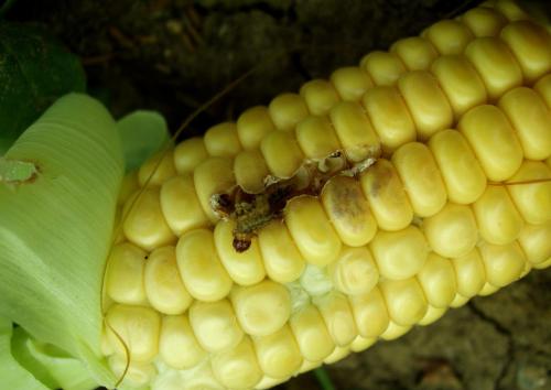 European corn borer damage