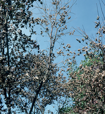 Verticillium wilt on Japanese maple