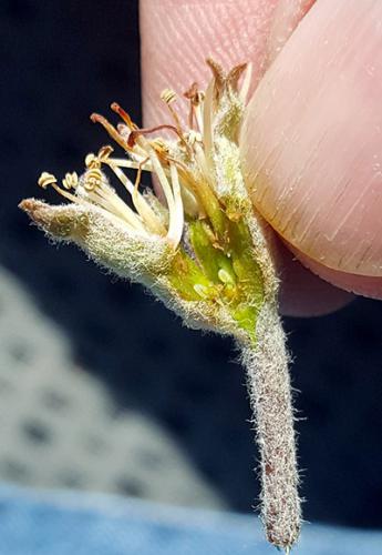 Cutting this apple fruitlet apart reveals the ovules inside are clear and white, not brown or black that would indicate freezing injury