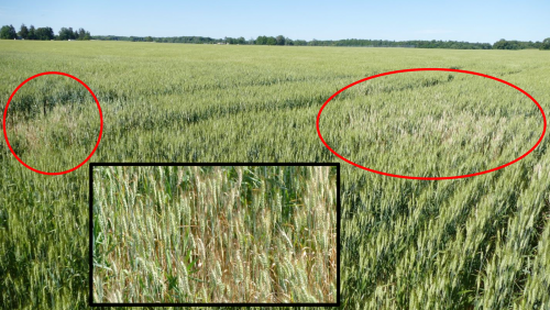 Wheat field following pollination 