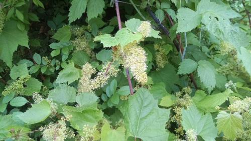 'Wild grape in bloom