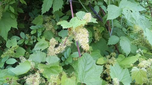 'Wild grape in bloom