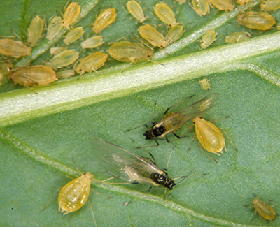 Winged aphid