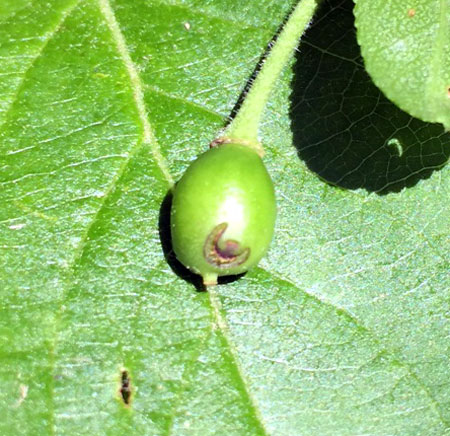 Plum curculio damage