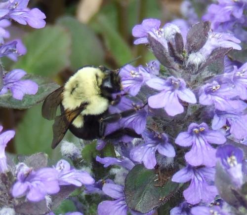 Pollinator on bugleweed bloom