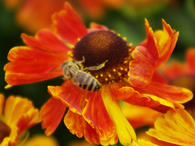 Pollinator on sneezeweed