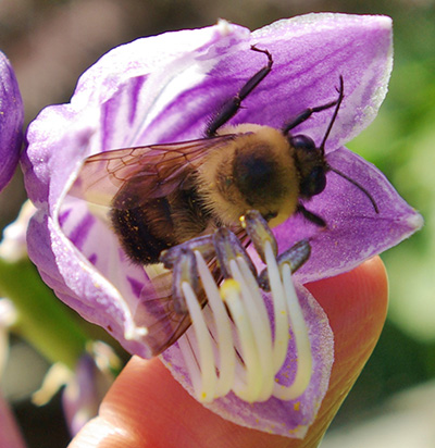 Pollinator on Hosta blooms