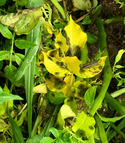 Brown to black lesions on leaves.