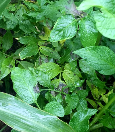 Potato plants growing among sweet corn.