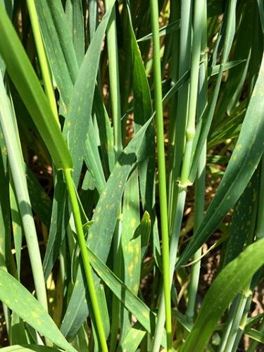 Powdery mildew on wheat. 