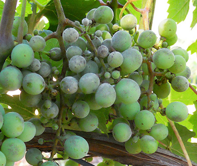 Powdery mildew on grape berries