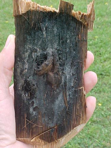 Cracks in recently killed oak can be opened to reveal spore mats and pressure pads, diagnostic for oak wilt.